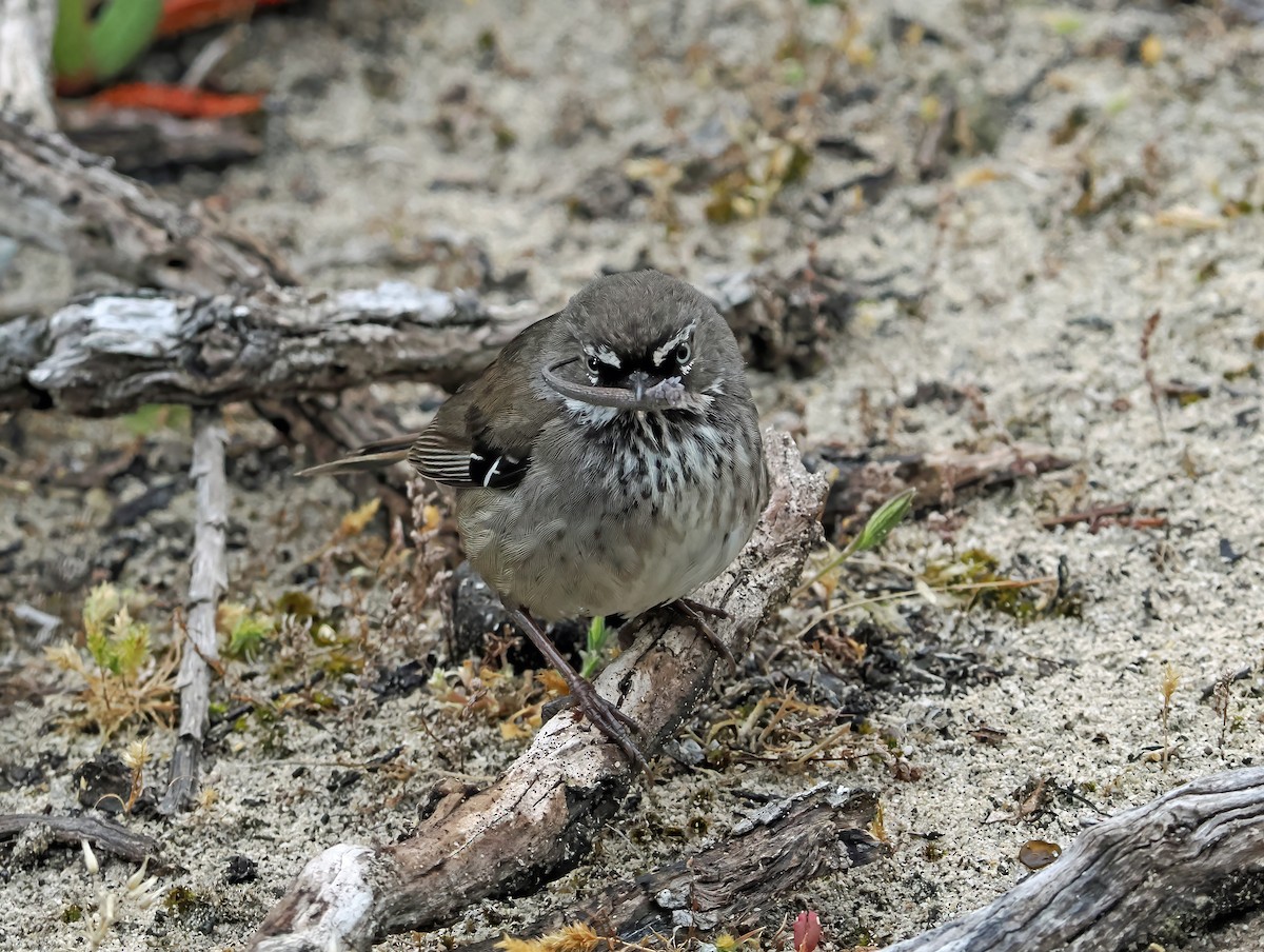 Benekli Serikornis - ML645885696