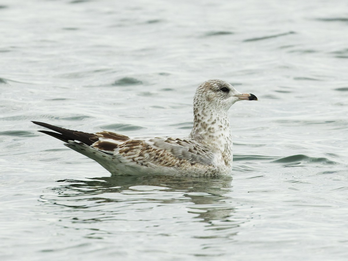 Ring-billed Gull - ML645885697