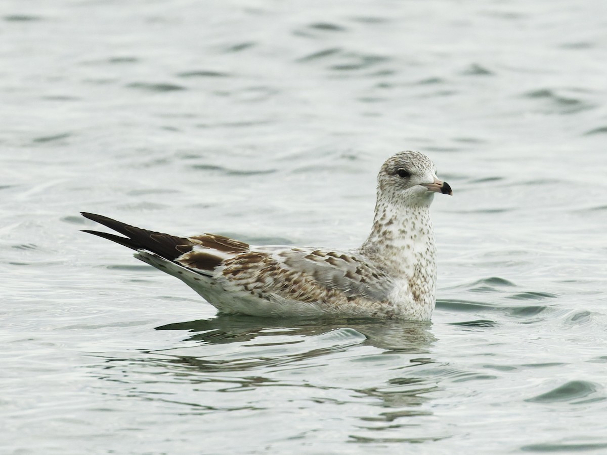 Ring-billed Gull - ML645885698