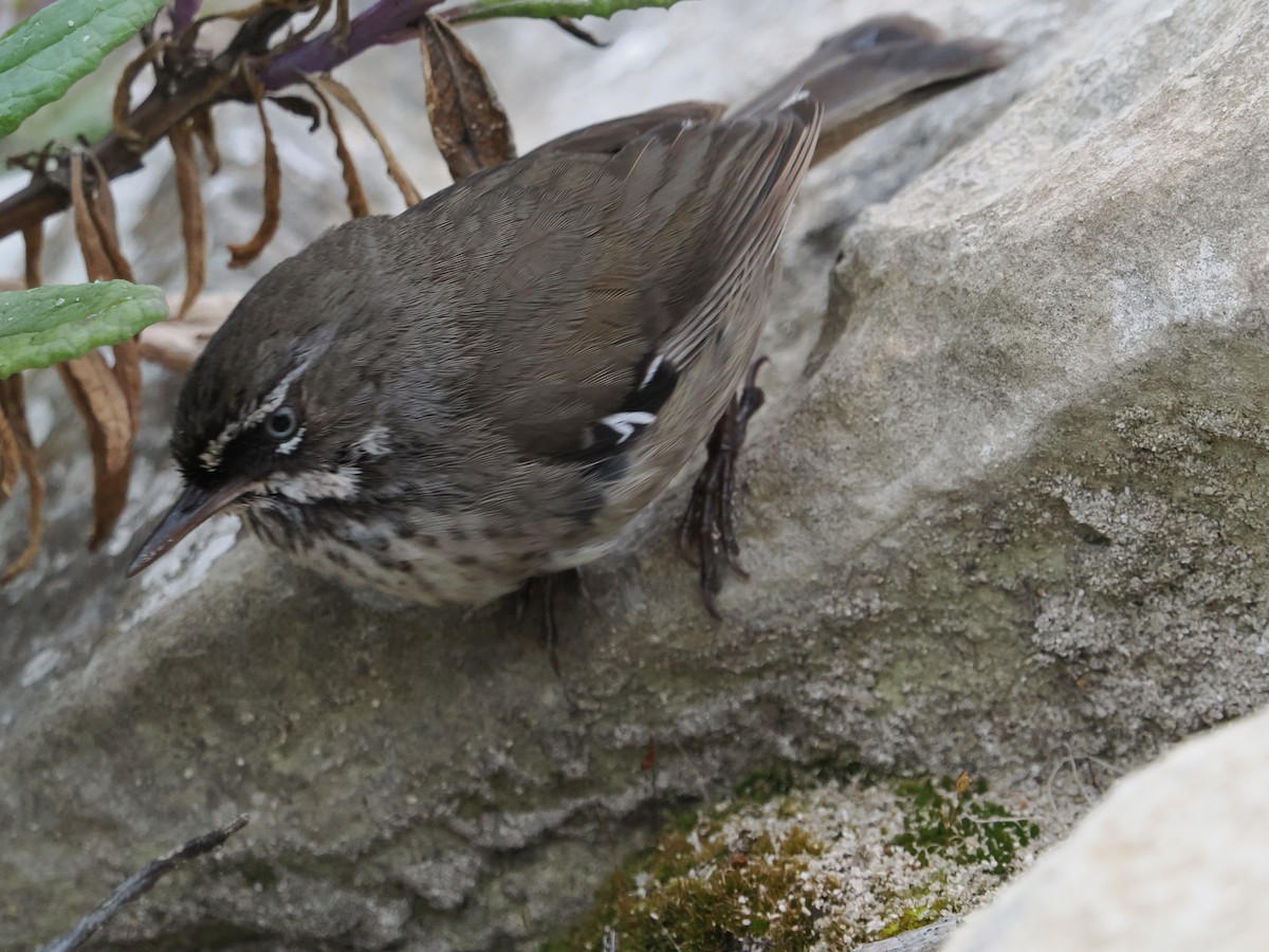 Benekli Serikornis - ML645885699