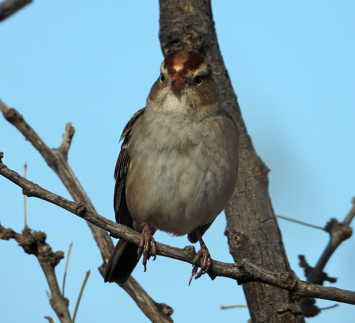 White-crowned Sparrow - ML645885724