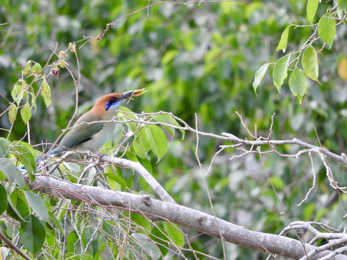 Russet-crowned Motmot - ML645885732