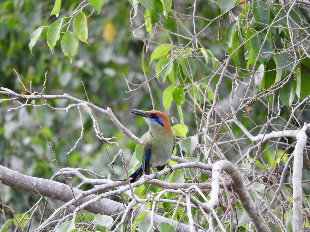 Russet-crowned Motmot - ML645885733