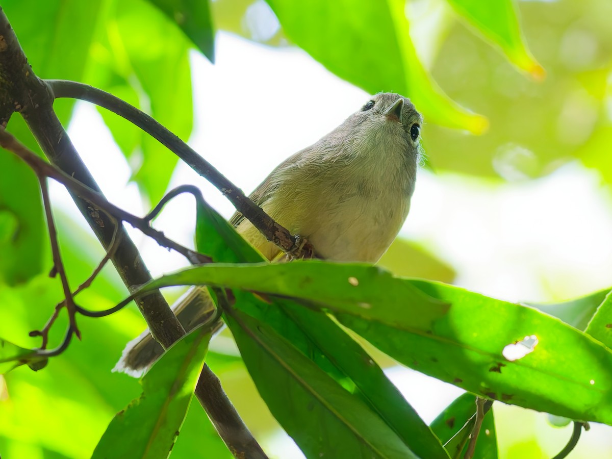 メジロチメドリ - ML645885734