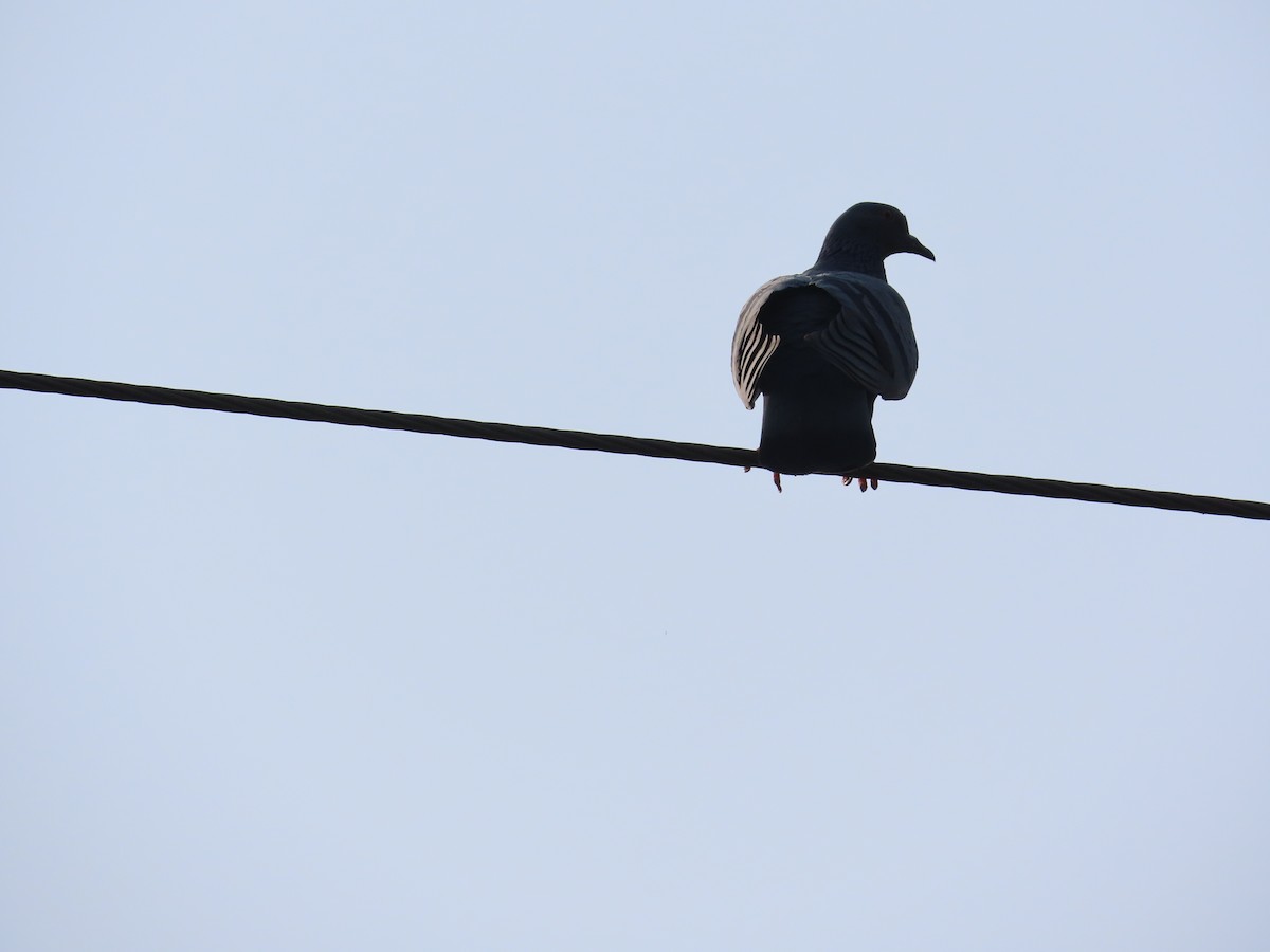 Piccione domestico - ML645885740