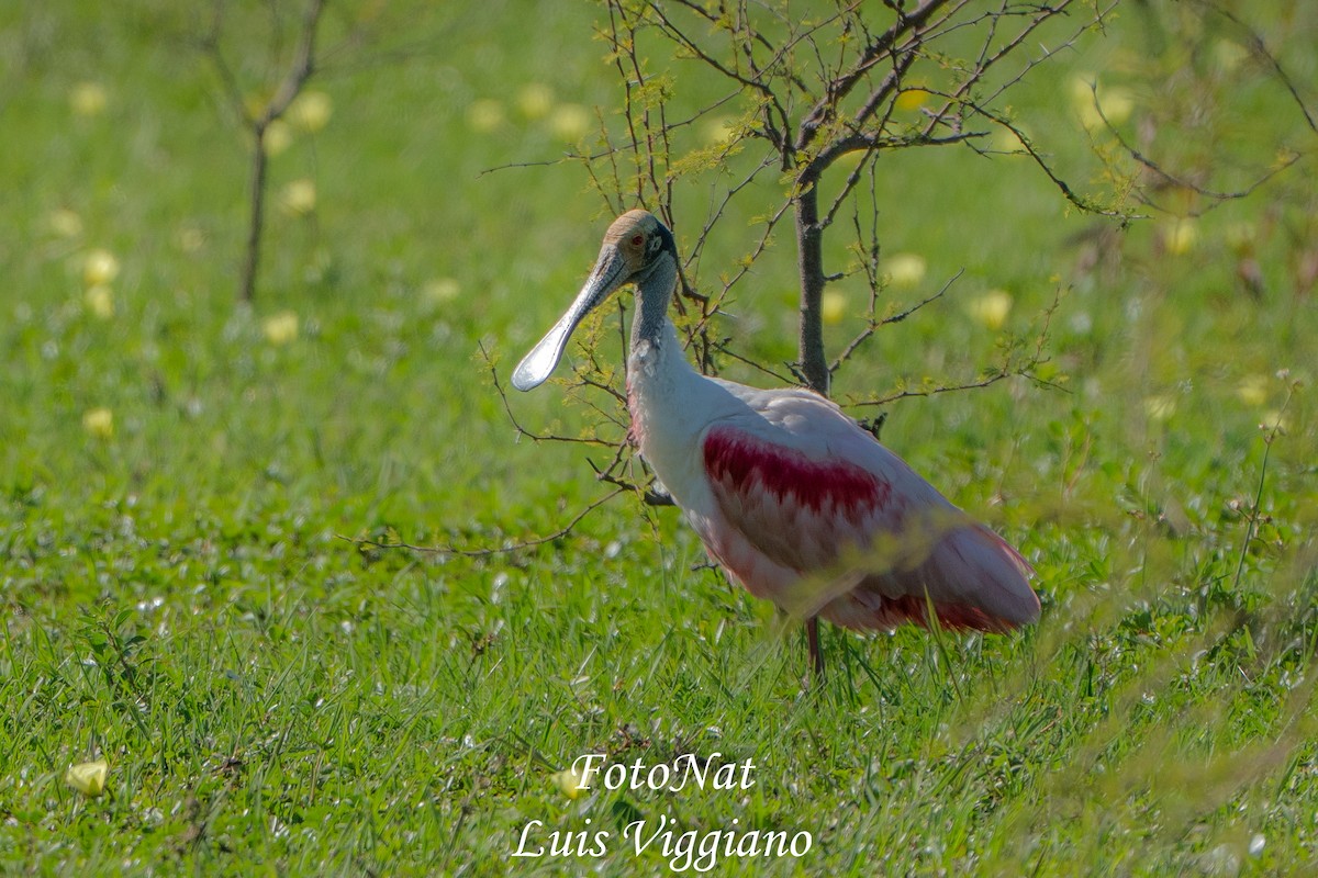 Roseate Spoonbill - ML645885743