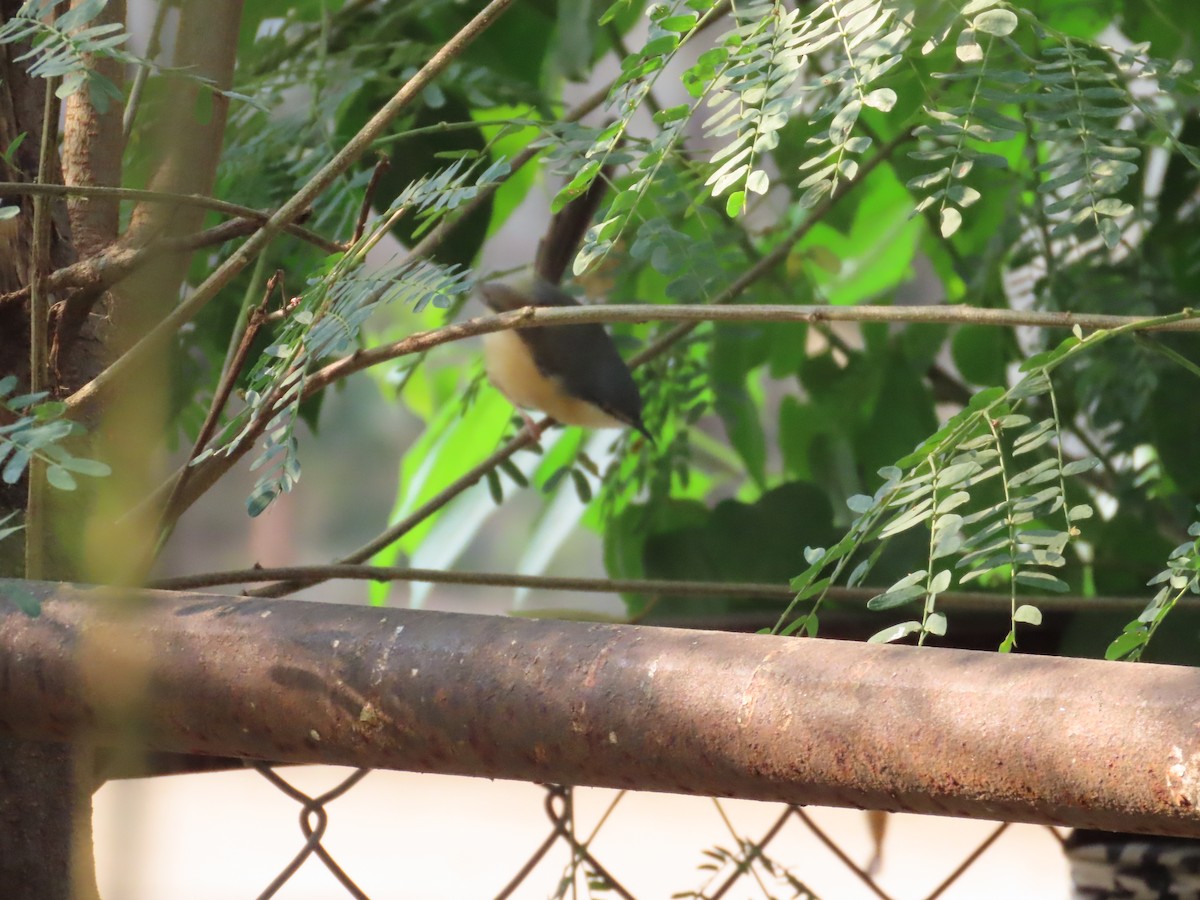 Ashy Prinia - ML645885744