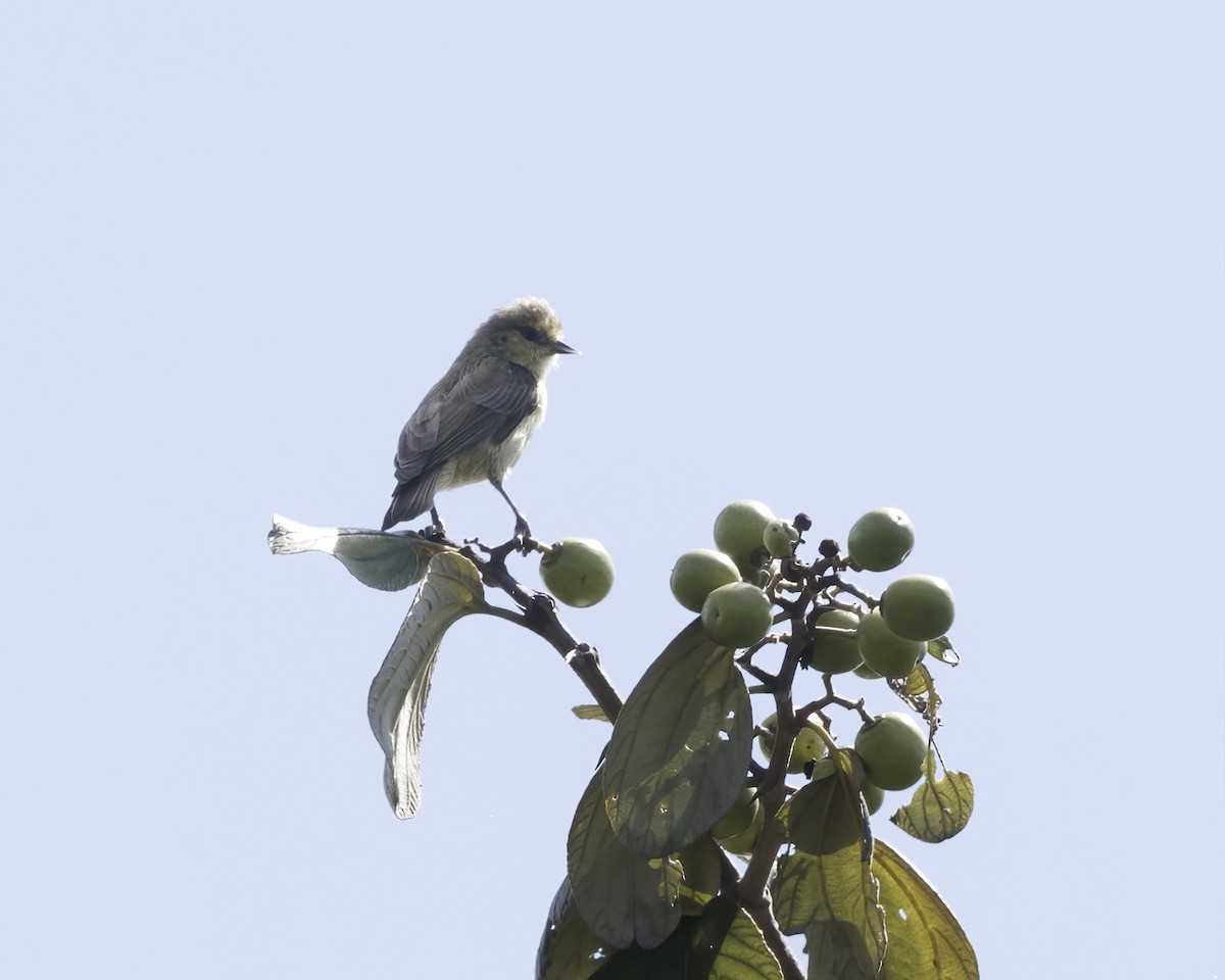 African Penduline-Tit - ML645885755