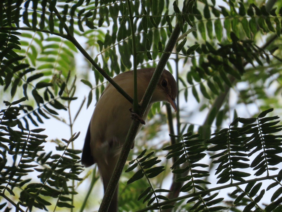 østsanger - ML645885758