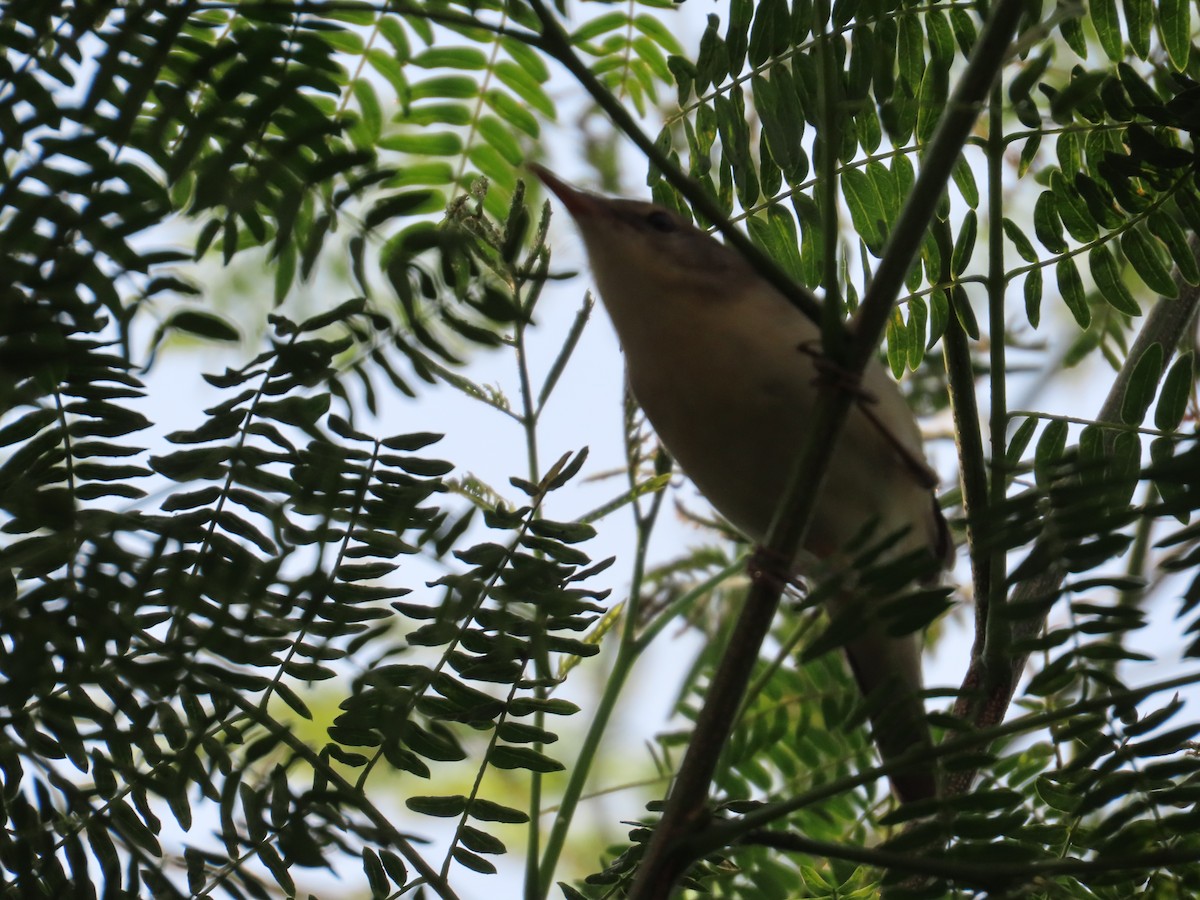 østsanger - ML645885759