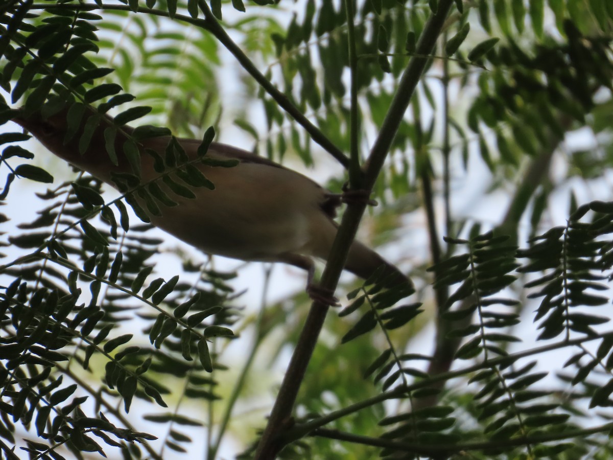 østsanger - ML645885760