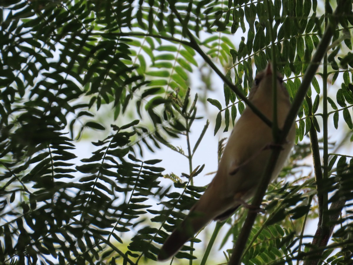 østsanger - ML645885761