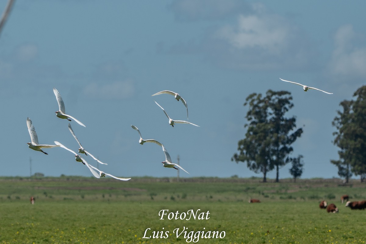 Western Cattle-Egret - ML645885797