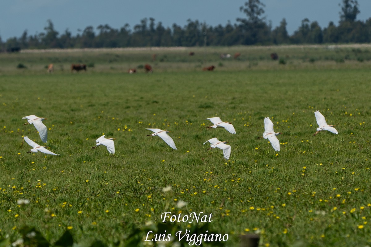 Western Cattle-Egret - ML645885798