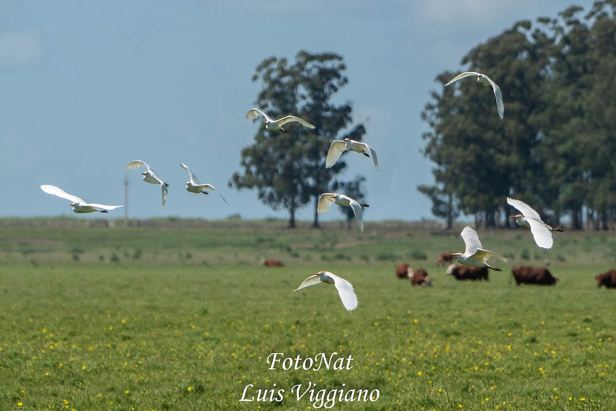 Western Cattle-Egret - ML645885799