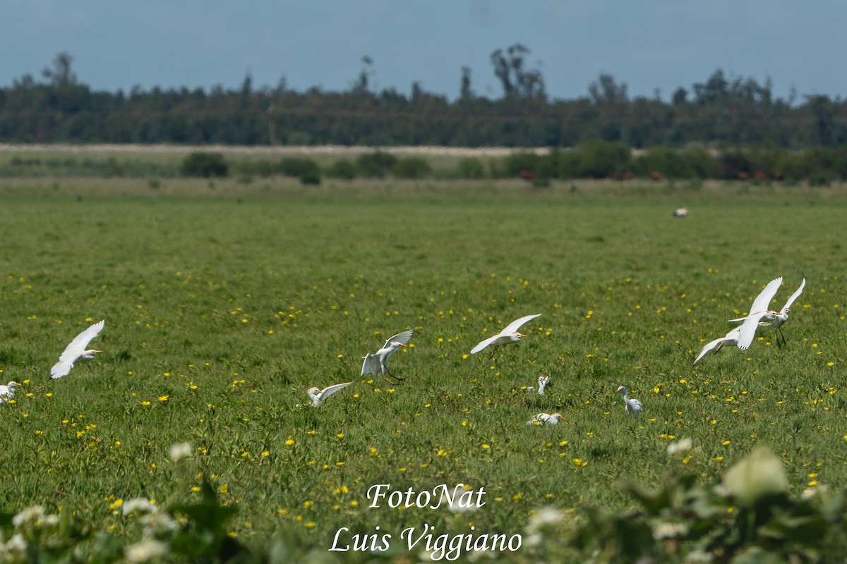 Western Cattle-Egret - ML645885800