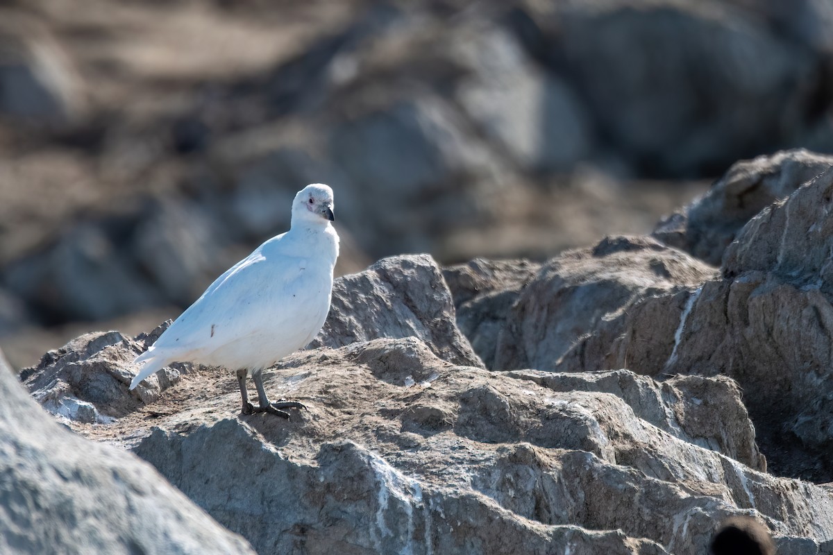 Snowy Sheathbill - ML645885807