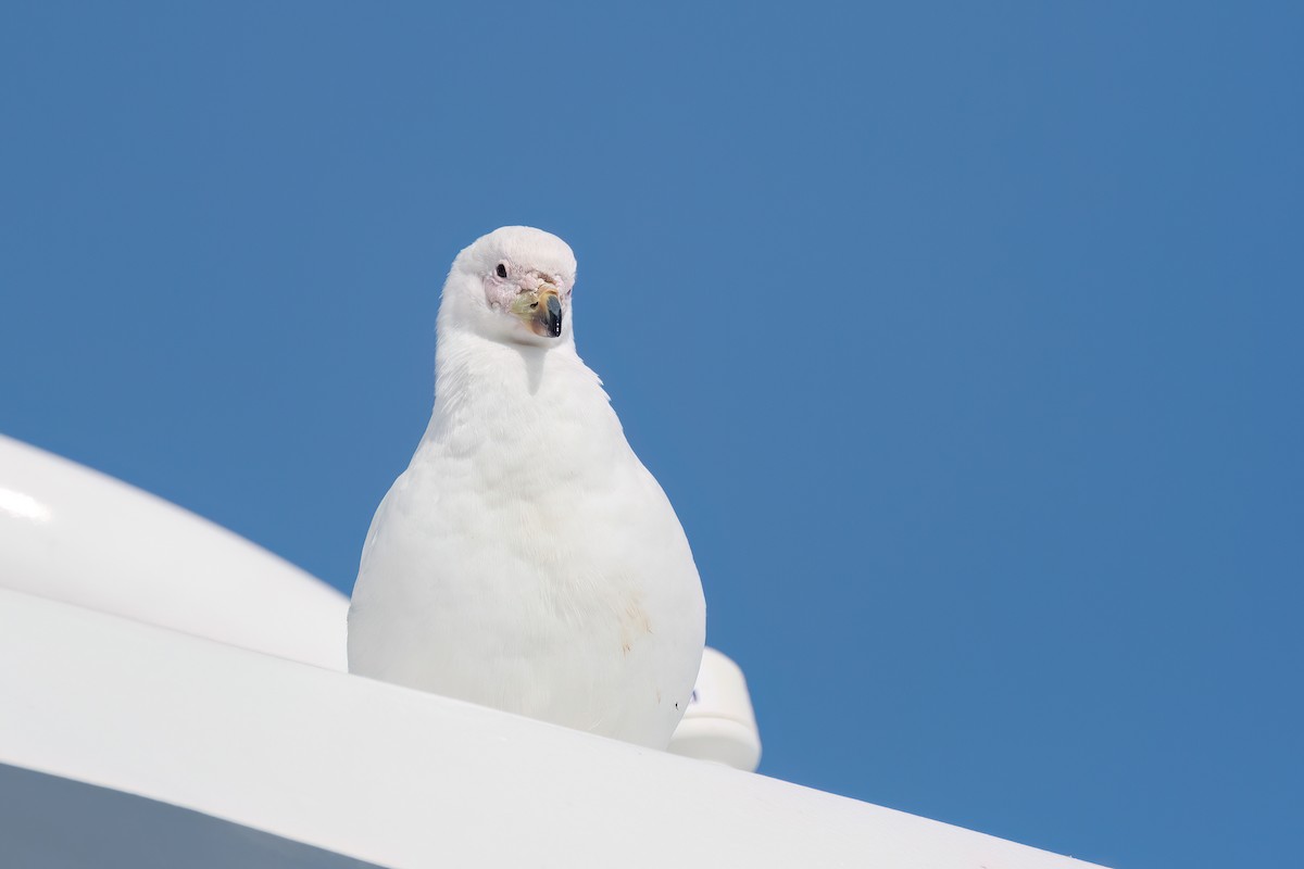 Snowy Sheathbill - ML645885808