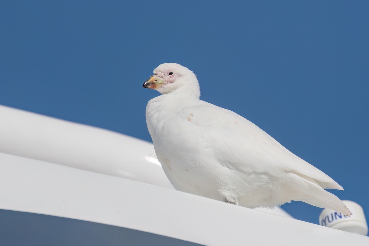 Snowy Sheathbill - ML645885809