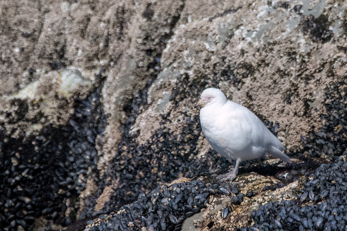 Snowy Sheathbill - ML645885810