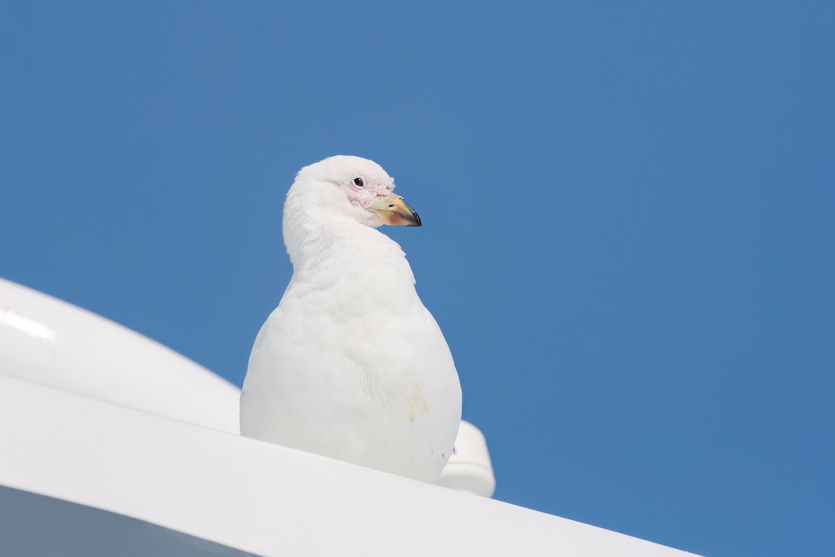 Snowy Sheathbill - ML645885811