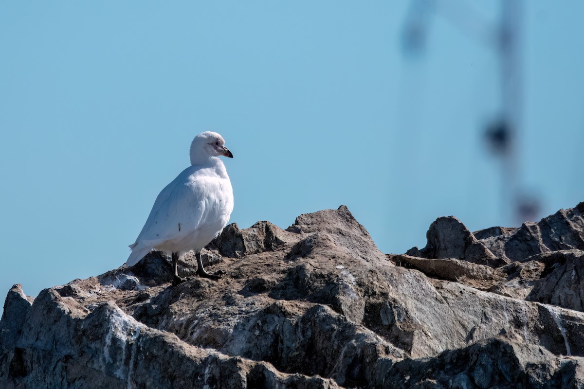 Snowy Sheathbill - ML645885812