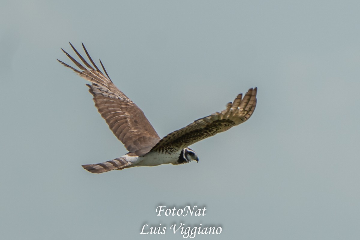 Long-winged Harrier - ML645885818