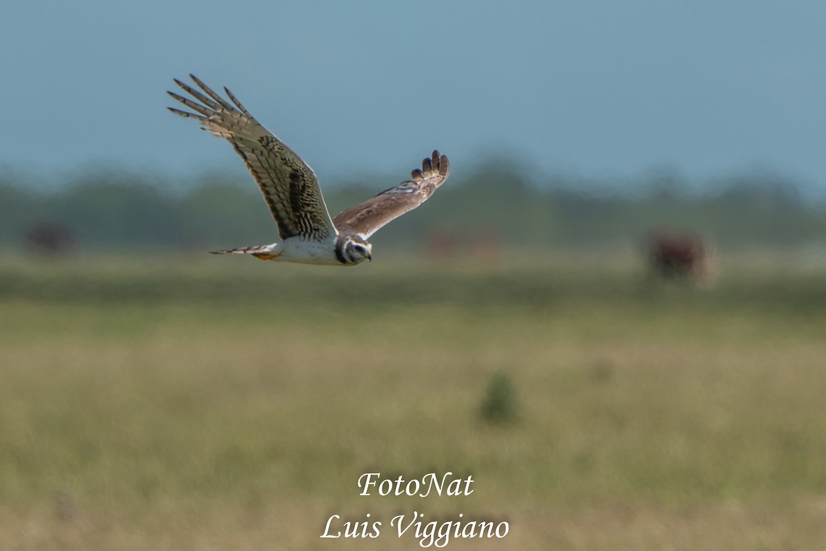 Long-winged Harrier - ML645885819