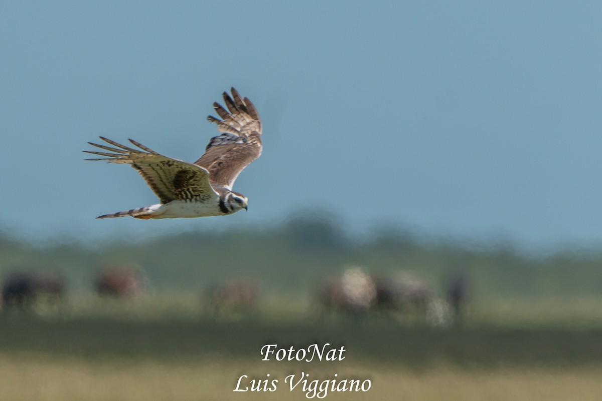 Long-winged Harrier - ML645885820