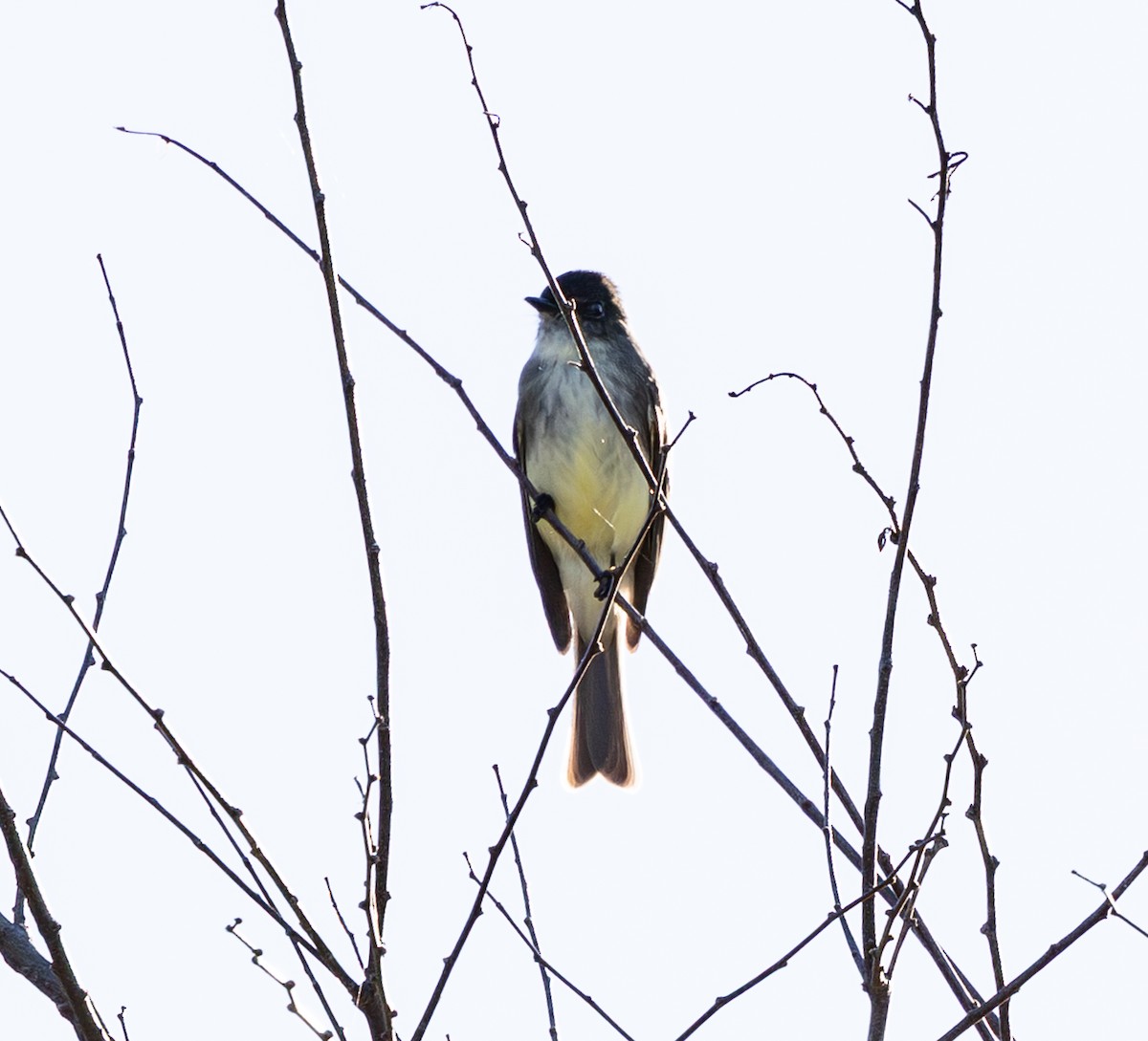 Eastern Phoebe - ML645885821