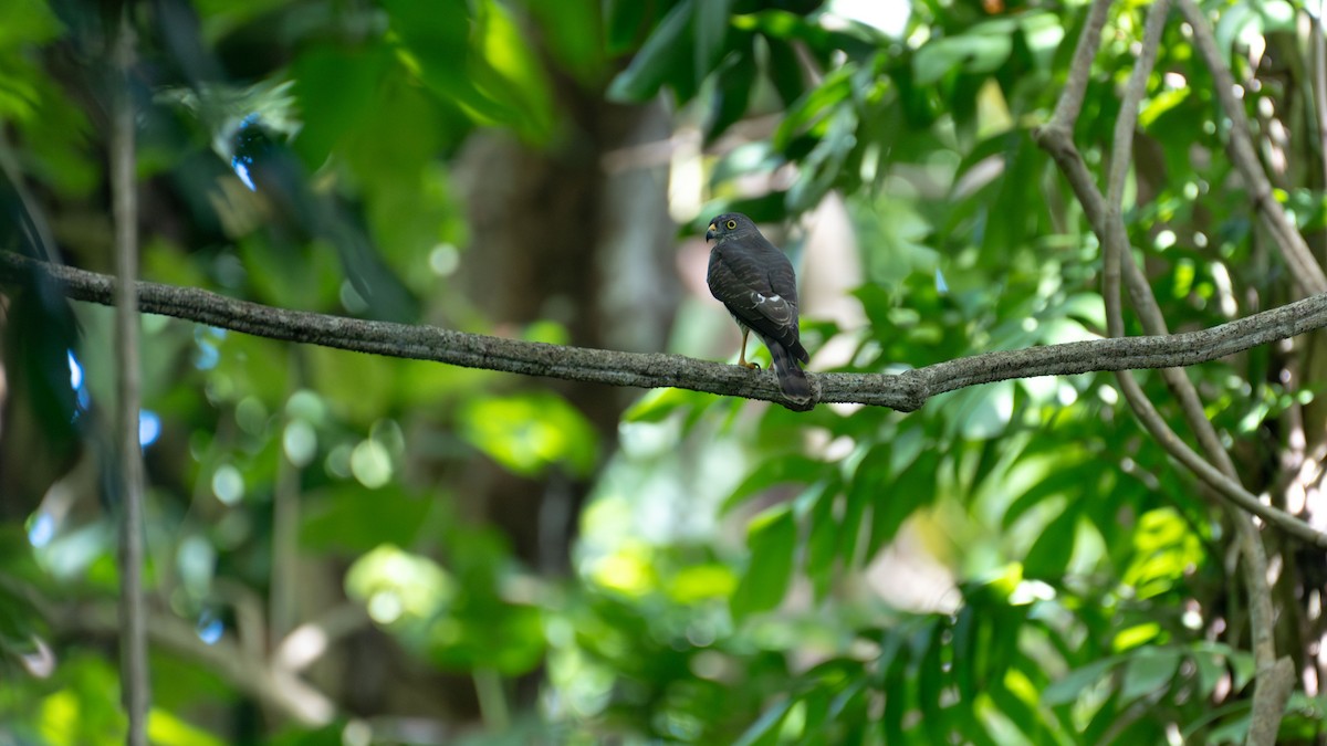 Spot-tailed Goshawk - ML645885838