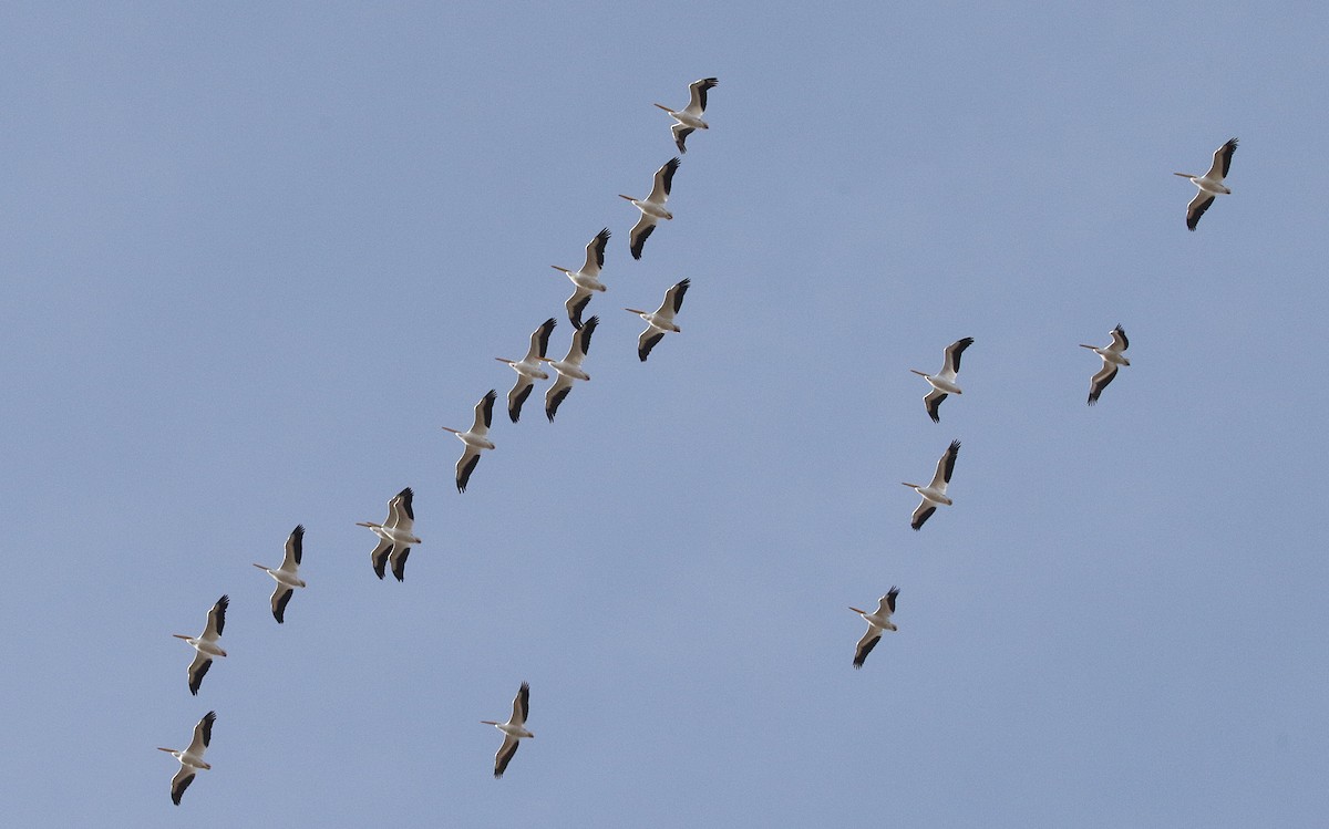 American White Pelican - ML645885841