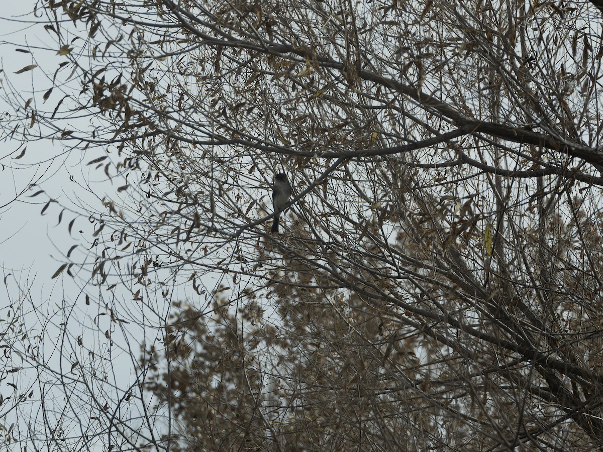 Eastern Phoebe - ML645885847