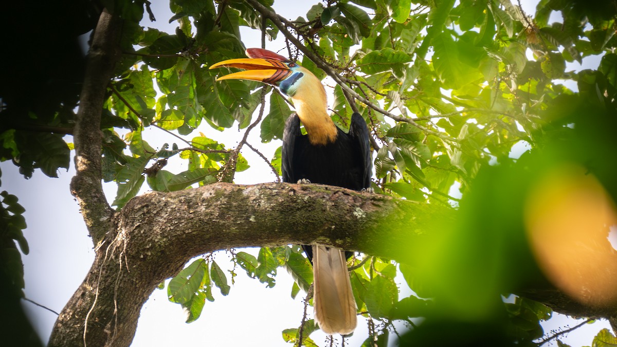 Knobbed Hornbill - ML645885855