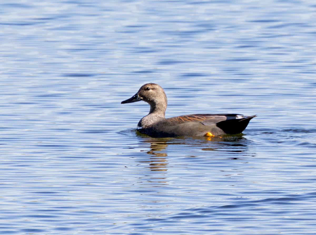 オカヨシガモ - ML645885857