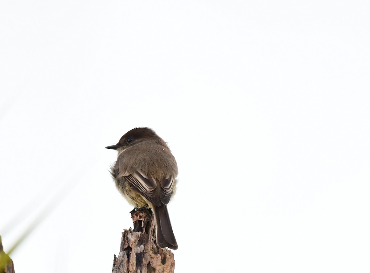 Eastern Phoebe - ML645885862