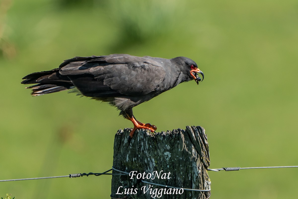 Snail Kite - ML645885863
