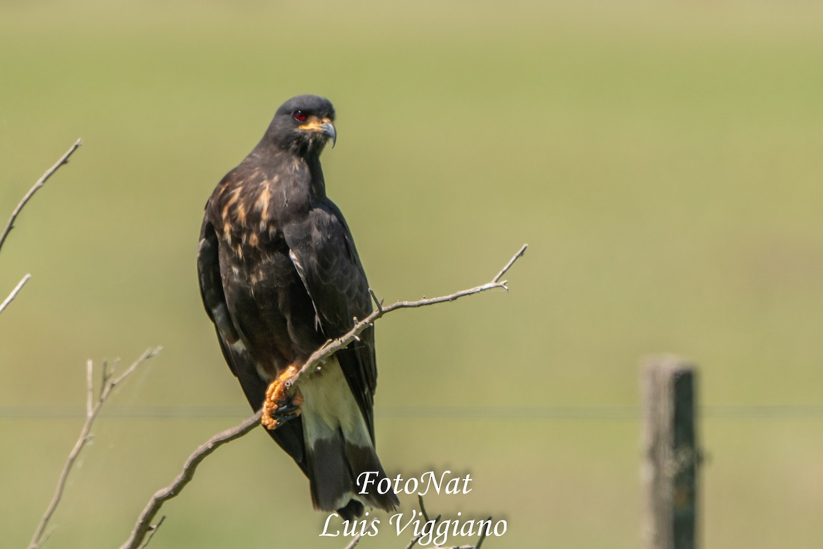 Snail Kite - ML645885864