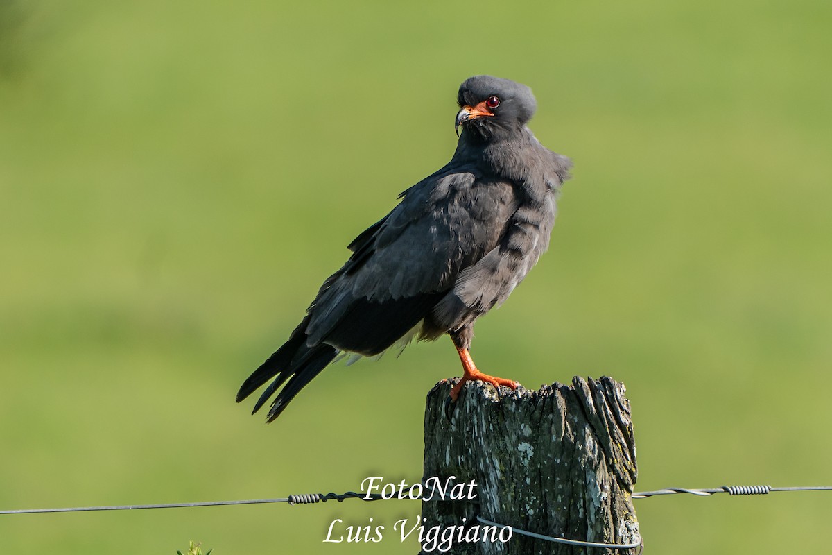 snegleglente - ML645885866