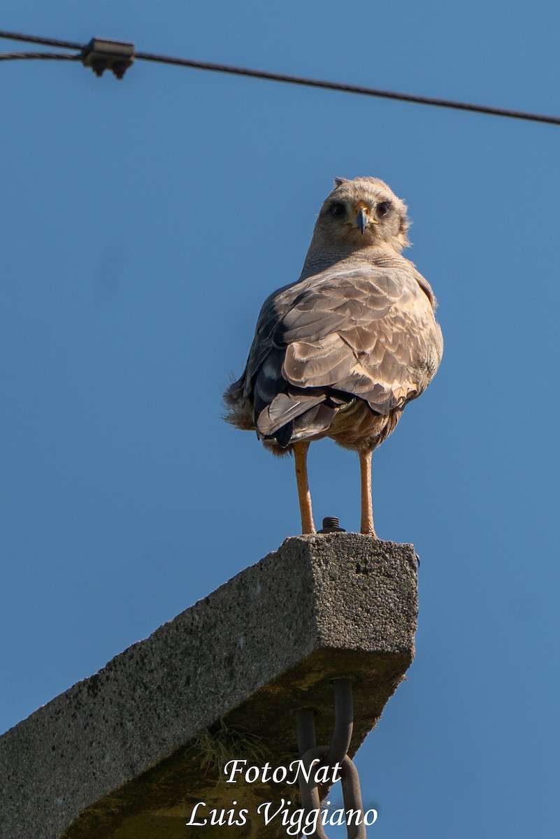 kanelvåk - ML645885874