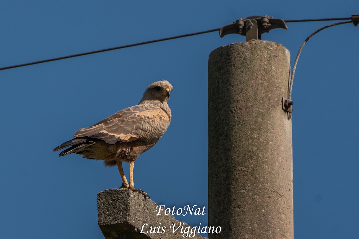 kanelvåk - ML645885875