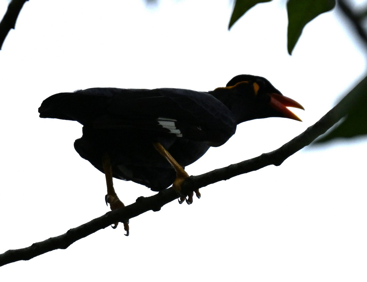 beostær - ML645885886