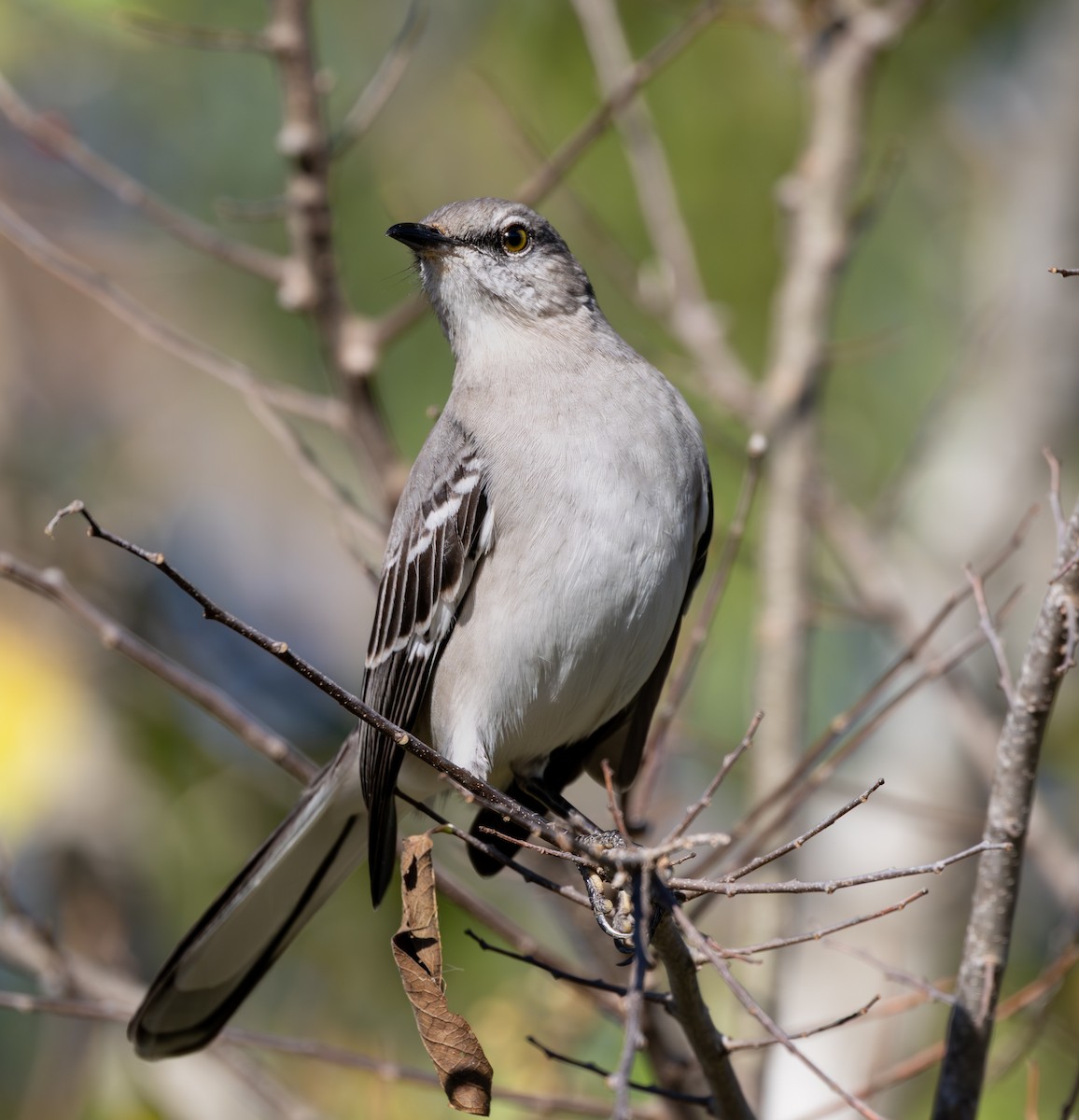 sangspottefugl - ML645885887