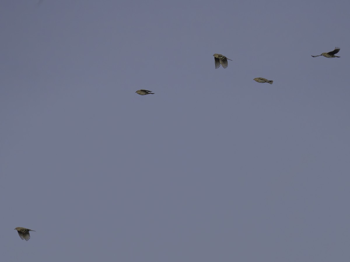 stripesisik - ML645885888