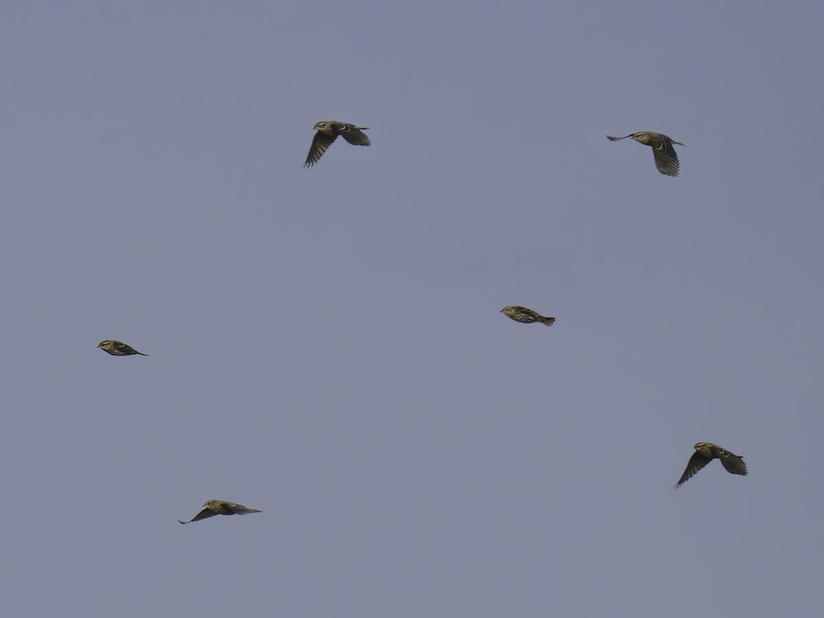 stripesisik - ML645885889