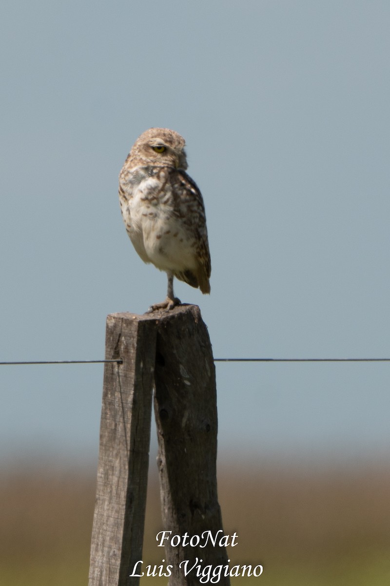 graveugle - ML645885892