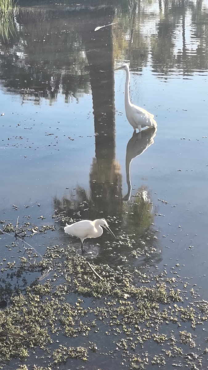 snøhegre - ML645885894