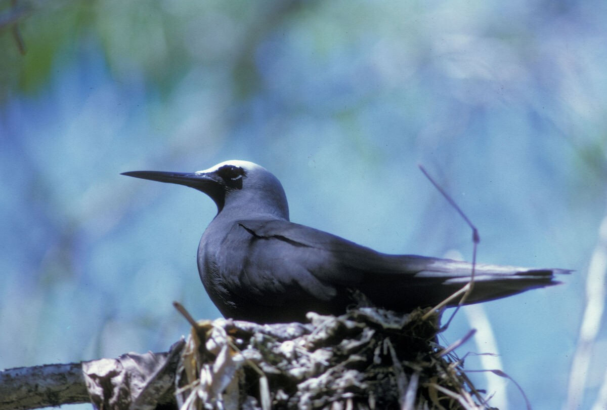 svartnoddy - ML645885895