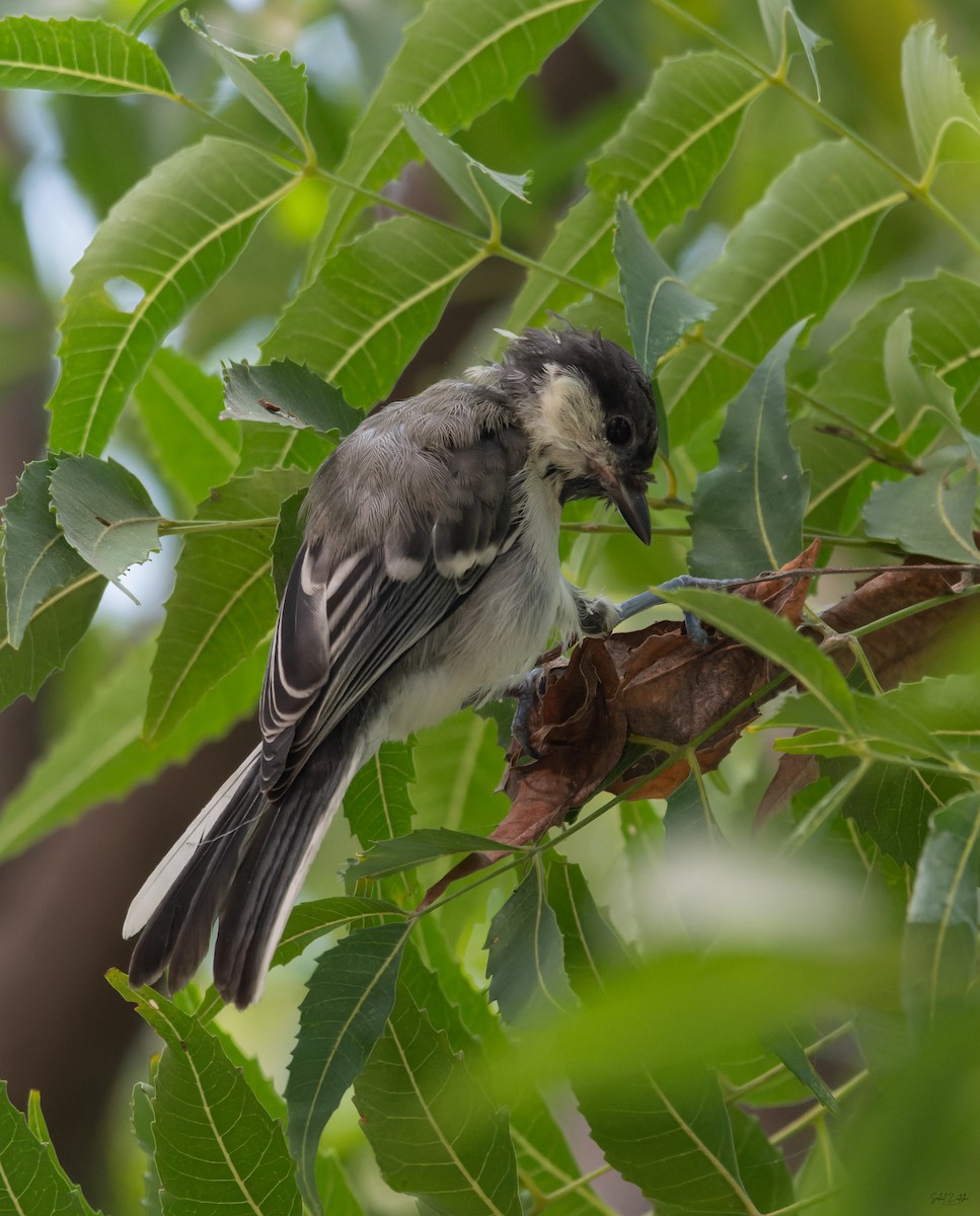 gråkjøttmeis - ML645885898