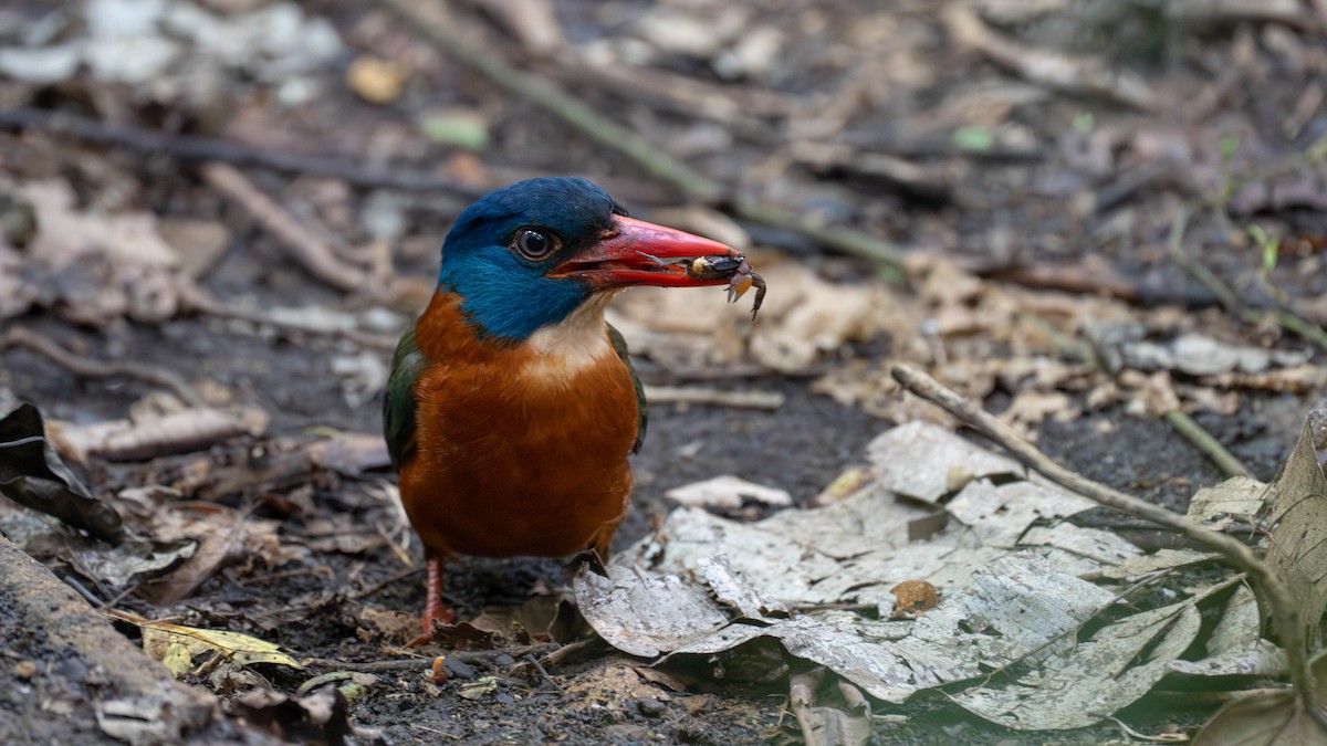 munkeisfugl - ML645885899